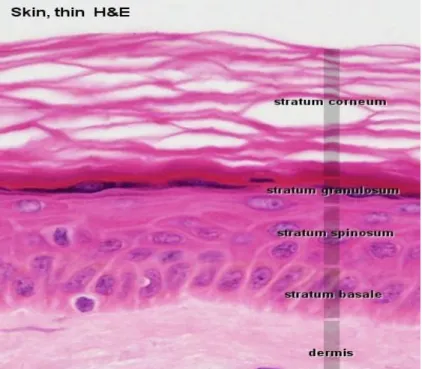 Gambar 2.2. Lapisan Epidermis Kulit 