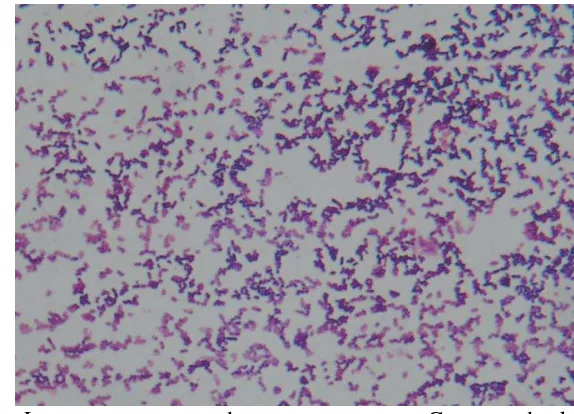 Gambar 1  L. monocytogenes dengan pewarnaan Gram pada kultur cairan 