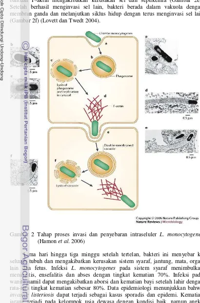 Gambar 2 Tahap proses invasi dan penyebaran intraseluler L. monocytogenes 