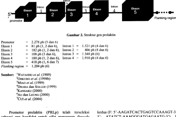 Gambar 2. Struktur gen prolaktin Promotor 2 .278 pb (5 dan 6)