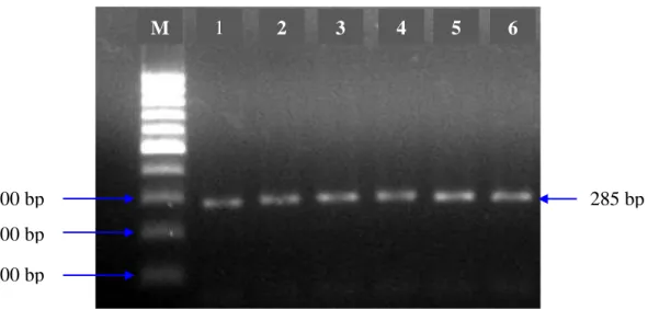 Gambar  2.  Hasil  Amplifikasi  Gen  MHC  DRB3  exon  2  yang  divisualisasi  pada  Gel  Agarose  1,5%