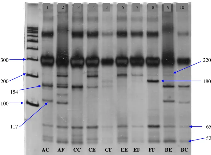 Gambar  3.  Hasil  pendeteksian  keragaman  gen  MHC  DRB3  exon  2;  1-10: 