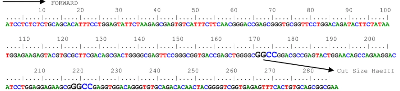 Gambar 4. Letak sequend primer forward dan reverse MHC DRB3 exon 2 