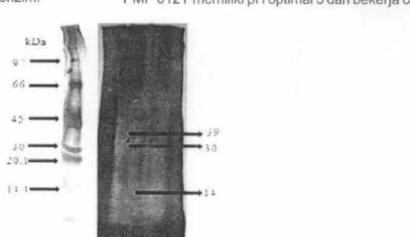 Gambar 5. Hasil zimogram PMP 0126Y (M: Marker protein rendah A : Enzim hasil ultrafiltrasi, B : Fraksi 