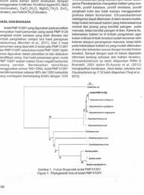 Gambar 1. Puhon filogenetik isolat PMP 0126Y. 