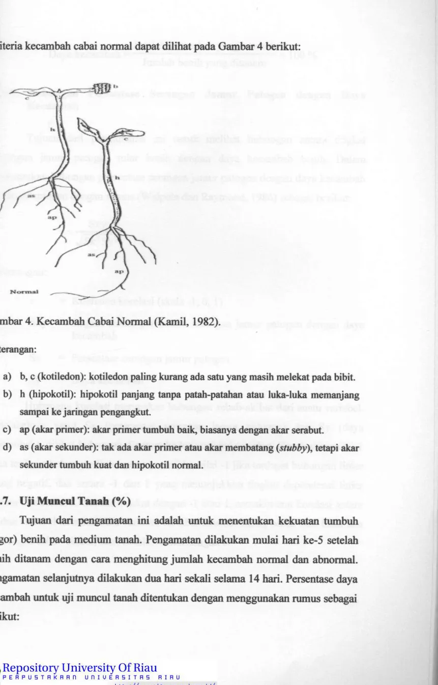 Gambar 4. Kecambah Cabai Normal (Kamil, 1982). 