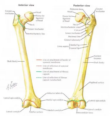 Gambar 1. Os. Femur