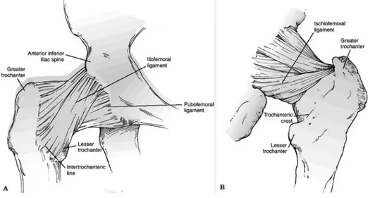 Gambar 6: Kapsul sendi panggul dan penebalannya (ligamen), dari sisi  anterior (A), dan posterior (B)