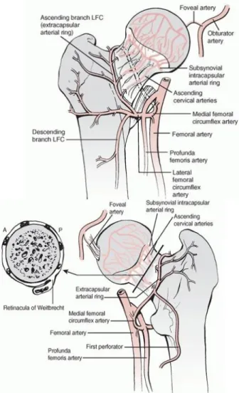 Gambar 5 : Anatomi vaskuler dari caput dan collum femur. (A) Sisi  anterior,  (B) Sisi Posterior
