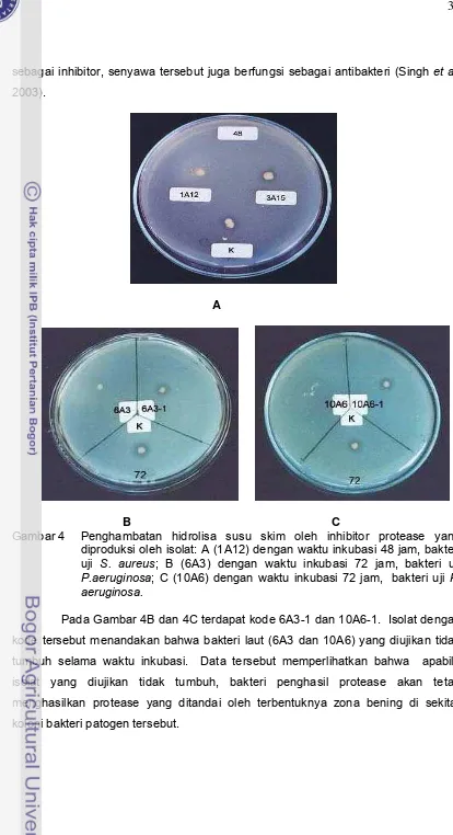 Gambar 4 Penghambatan hidrolisa susu skim oleh inhibitor protease yang 