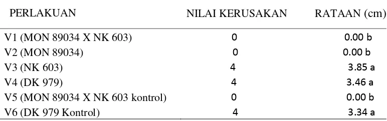 Tabel 3 menunjukkan bahwa pada masing-masing perlakuan V3, V4, dan 