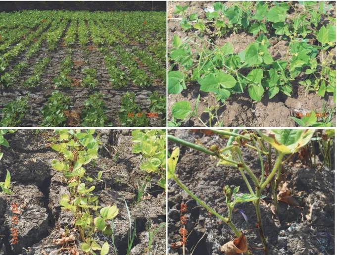 Gambar 18. Pertumbuhan galur kacang hijau pada kondisi salin. Lamongan, MK II 2015. 