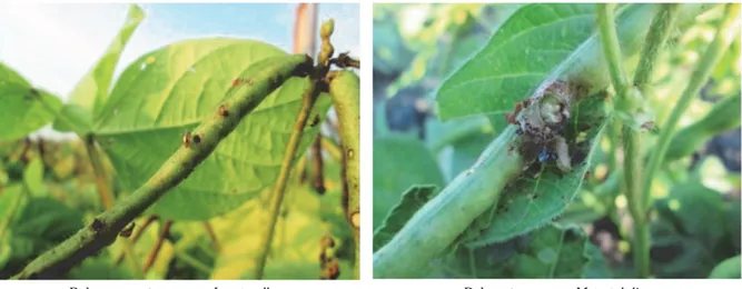 Gambar 22. Hama L. suturellus (sebelah kiri) dan hama M. testulalis yang menyerang polong kacang hijau, MK  II, KP Ngale 2015