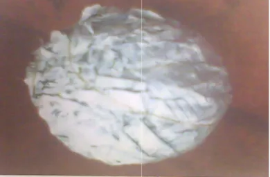 Gambar   1     Bola yang terbuat dari gulungan kertas menyerupai bola  untuk pembelajaran pada siklus I 