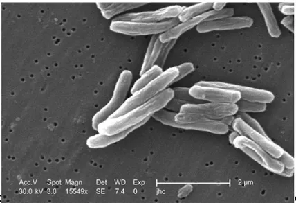 Gambar 2.1 : Mycobacterium tuberculosis (Todar Kenneth, 2011) 