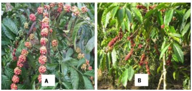 Gambar 1. Keragaan pembuahan tanaman kopi  siap panen; A = di lahan T1, dan B  = di lahan T2