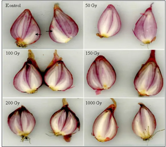 Gambar 4 Pertumbuhan bakal tunas umbi bawang merah pada 30 hari setelah perlakuan iradiasi sinar gamma.