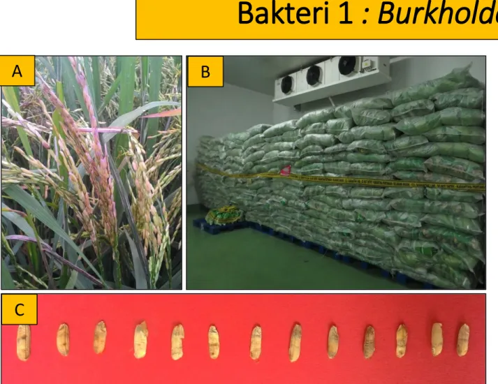 Gambar 3 Infeksi Burkholderia glumae pada padi (A) Gejala serangan pada malai, (B) Benih terinfeksi bakteri (C) Gejala busuk bulir disertai garis hitam melintang, (D) Warna koloni tipe coklat kemerahan dan tipe ungu.