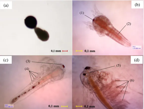 Gambar 1. Perkembangan Larva Artemia salina. (a)Fase payung (umbrella stage); (b)Larva instar II; 