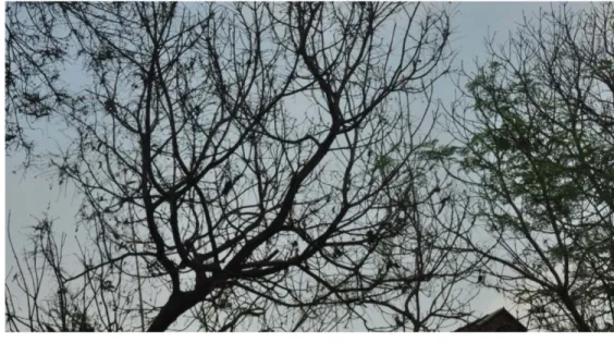 Gambar 1 Kerusakan berat pada pertanaman mangga di Kabupaten Probolinggo  akibat serangan ulat bulu 