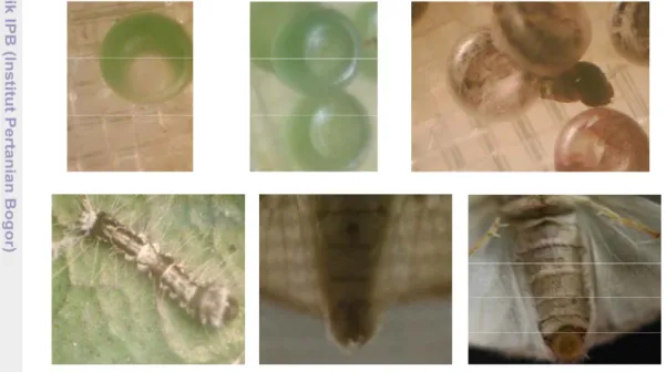 Gambar 5 Pengamatan A. submarginata di Laboratorium, (a) telur yang telah  dibuahi, (b) telur yang tidak dibuahi, (c) telur yang telah menetas,     (d) larva instar I, (e) ujung abdomen imago jantan, (f) ujung abdomen  imago betina 