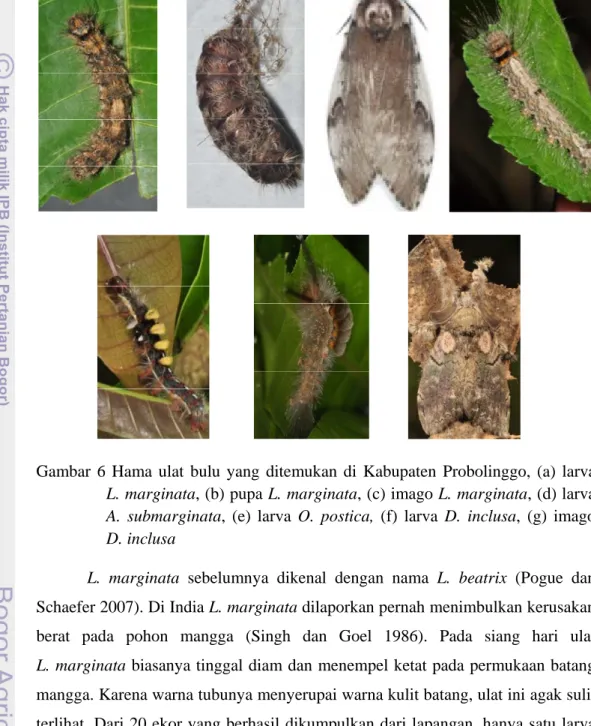 Gambar 6 Hama ulat bulu yang ditemukan di Kabupaten Probolinggo, (a) larva    L. marginata, (b) pupa L