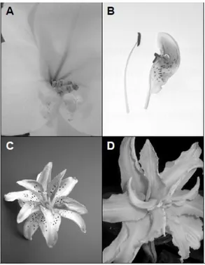 Gambar 2. A : Bunga lili normal, B : benang sari menempel dengan kelopak, C : Bunga  festiva, D : Bunga ganda 