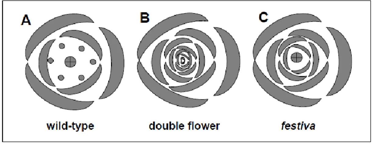 Gambar 3. Diagram kenampakan dari fenotipe bunga lili. A : Bunga tipe liar dengan tepal pada dua alur  terluar, benang sari pada alur ke tiga dan putik pada alur ke empat