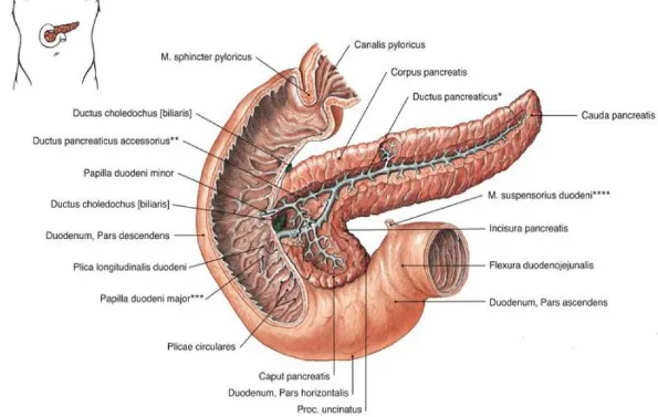 Gambar 2.1 Anatomi Pankreas   Sumber : Sobotta, 2007 