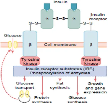 Gambar 2.3 Reseptor Insulin   Sumber : Guyton dan Hall, 2006. 