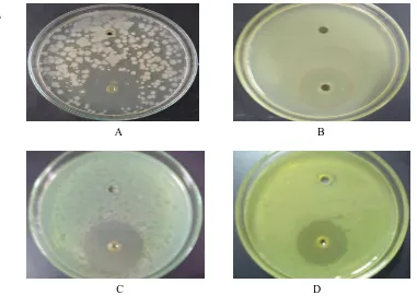 Gambar 2.6 Zona hambatan minyak atsiri TK 75% terhadap bakteri                             A) B