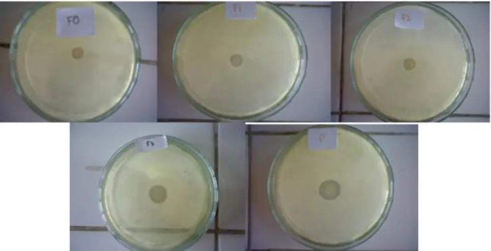 Gambar  2.  Foto  hasil  uji  aktivitas  F0,  F1,  F2,  F3  dan  Pembanding  terhadap  bakteri  Staphylococcus epidermidis 