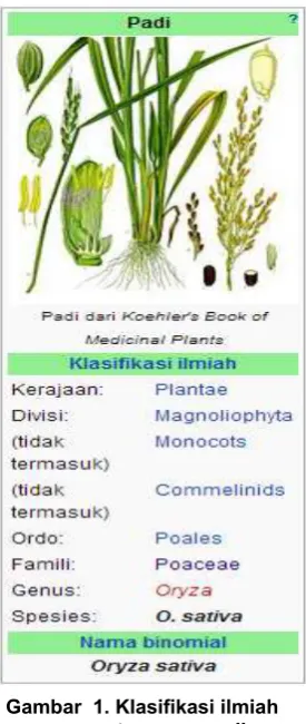 Gambar  1. Klasifikasi ilmiah 