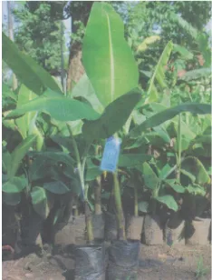 Gambar 26. Bibit Dari Bonggol 