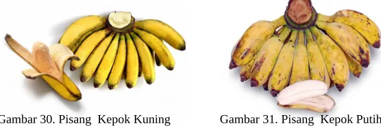 Gambar 30. Pisang  Kepok Kuning
