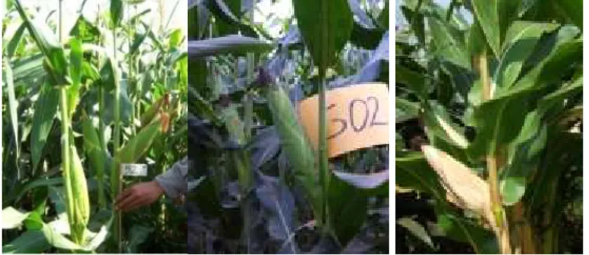 Gambar 4. Penampilan tanaman jagung hibrida umur genjah,      toleran kekeringan, MK 2009