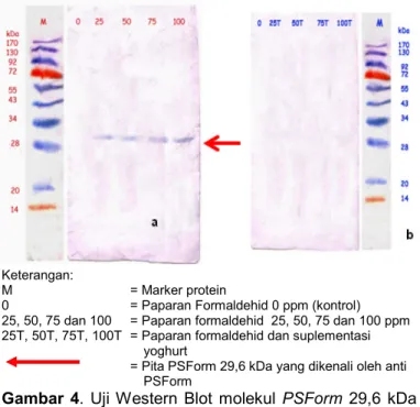 Gambar 4. Uji Western Blot molekul PSForm 29,6 kDa