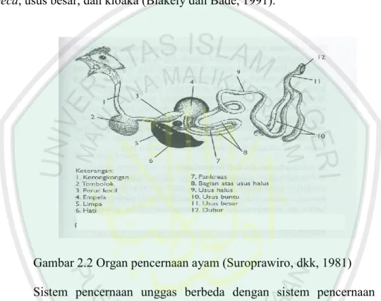 Gambar 2.2 Organ pencernaan ayam (Suroprawiro, dkk, 1981) 