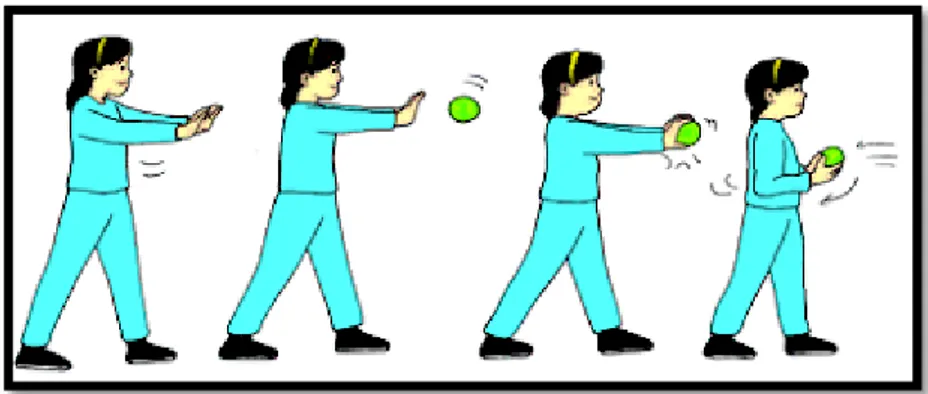 Gambar 11. Menangkap bola lurus  Sumber : Juari, Wigono, dan Sukiri (2010)  2) Bola yang melambung, cara menangkapnya, yaitu: 