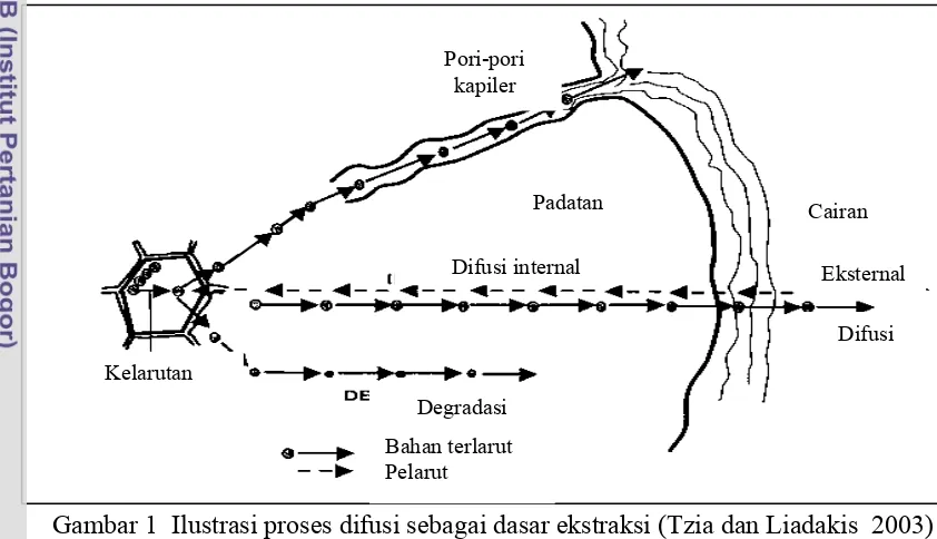 Gambar 1  Ilustrasi proses difusi sebagai dasar ekstraksi (Tzia dan Liadakis  2003)   