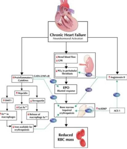 Gambar 2.4 Mekanisme terjadinya anemia pada gagal jantung (Anand IS, 2008) 