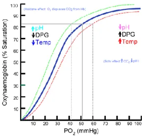 Gambar 2.5 Kurva haemoglobin-oxygen dissociation 