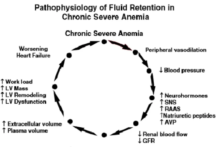 Gambar 2.6 Hal yang dapat terjadi pada patogenesis anemia dan gagal jantung  (Anand IS, 2008) 