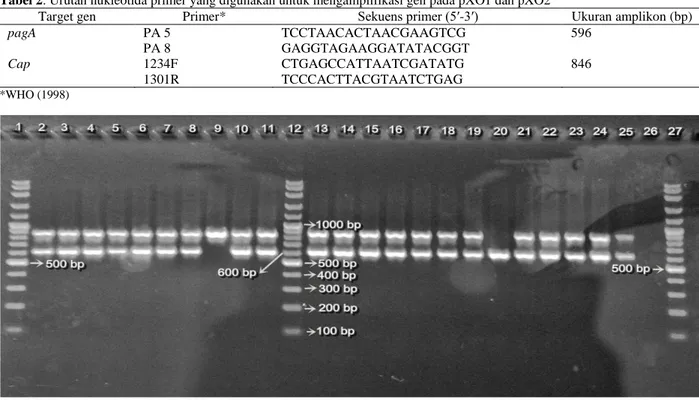 Gambar 1. Hasil amplifikasi gen pagA dan cap dengan metode PCR multiplex memperlihatkan dua pita DNA masing berukuran  sekitar 600 dan 850 bp yang mengonfirmasi adanya plasmid pXO2 dan pXO1 (Lajur 2 - 11, dan 13 - 24 adalah isolat-isolat yang  diuji; Lajur 25 adalah kontrol positif; Lajur 26 adalah kontrol negatif; Lajur 1, 12, dan 27 adalah Marker DNA ladder 100-bp)