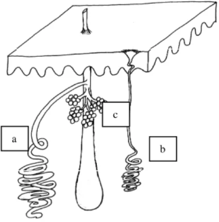 Gambar 1. Kelenjar apokrin (a), ekrin (b), sebasea (c) dan  hubungannya dengan folikel rambut pada aksila manusia 11
