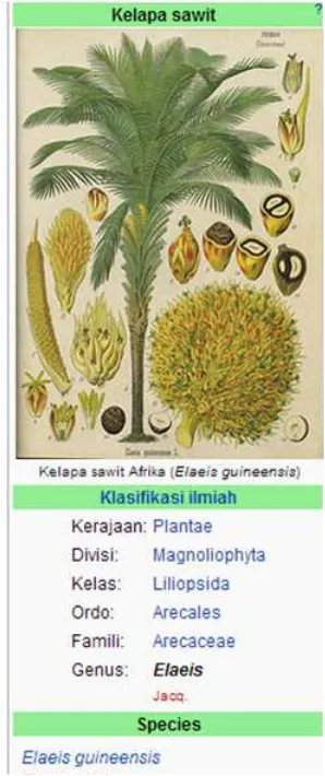 Gambar 1 Klasiikasi ilmiah kelapa sawit