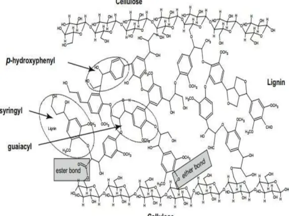 Gambar 2. 1. Struktur lignoselulosa 