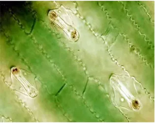 Gambar  3.  Stomata  bentuk  halter  pada  tanaman  Monokotil  (Stomata tipe Gramineae/Poaceae 