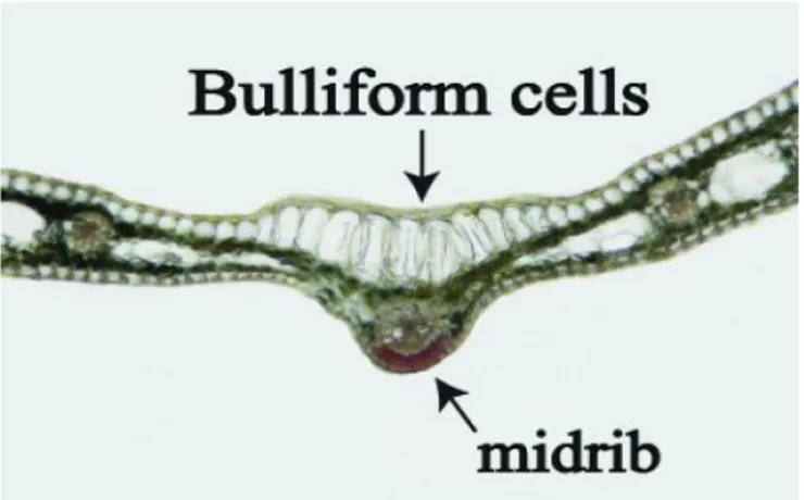 Gambar 5. Struktur sel kipas pada jaringan epidermis 