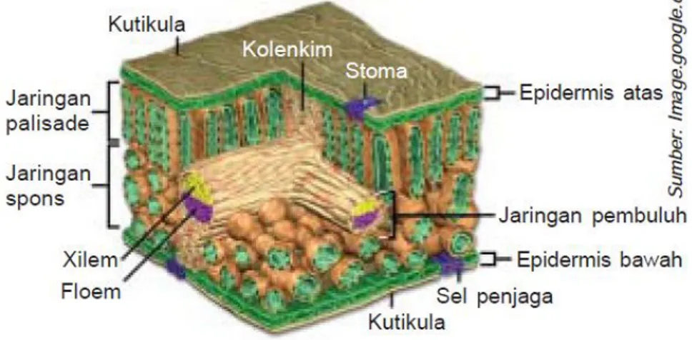 Gambar 6. Struktur jaringan mesofil daun pada tumbuhan dikotil 